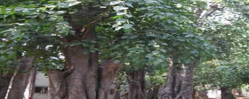 千眼菩提树几年结果 菩提树几年结果