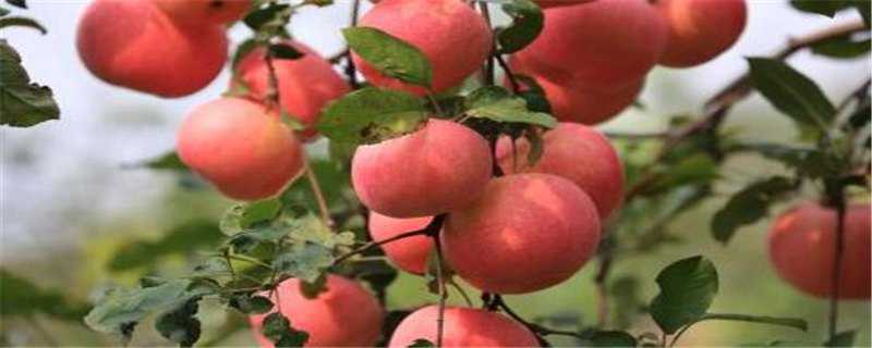 苹果种植几年开花结果 苹果几年开花几年结果