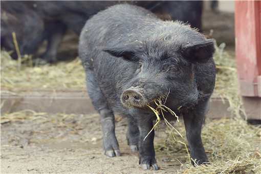 农村创业养猪赚钱吗