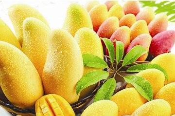 盆栽种植芒果的方法，芒果好养吗，怎么养护