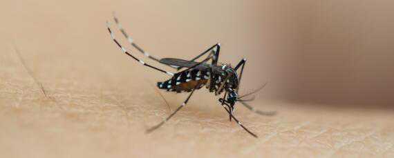 养殖场杀蚊子最好的方法如下 养殖场大面积杀蚊子用什么药