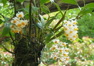 球花石斛的种植方法 养护要点有哪些