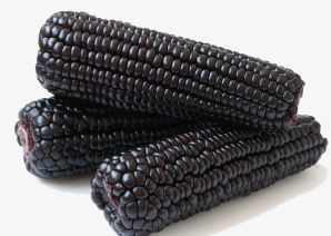 黑玉米高产种植技术技巧 黑玉米种植方法