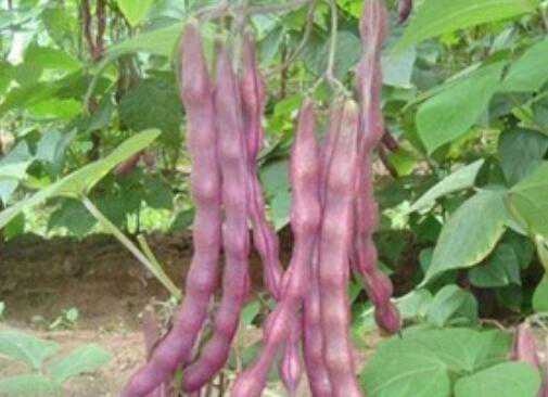 紫皮芸豆的功效与作用禁忌 紫皮芸豆的功效与作用