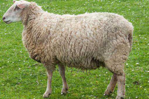 羊肉多少钱一斤市场价格 各地羊肉最新价格多少钱一斤