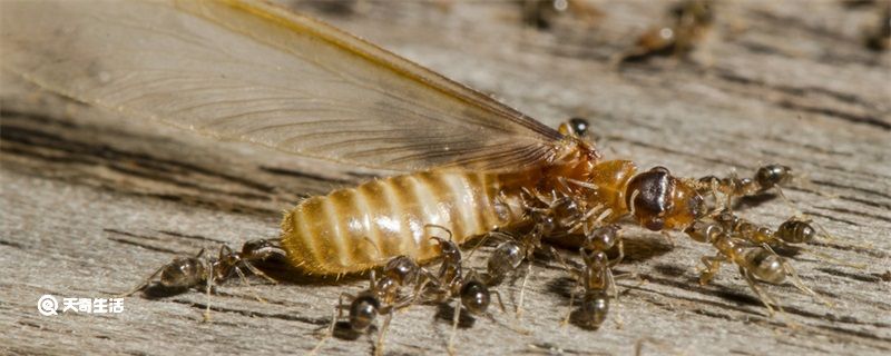 如何防止白蚁飞进家里 如何防止白蚁飞到家里