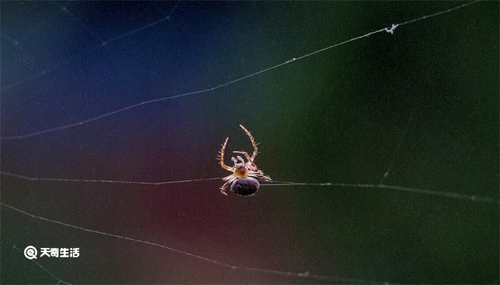 蜘蛛织网为什么又拆网