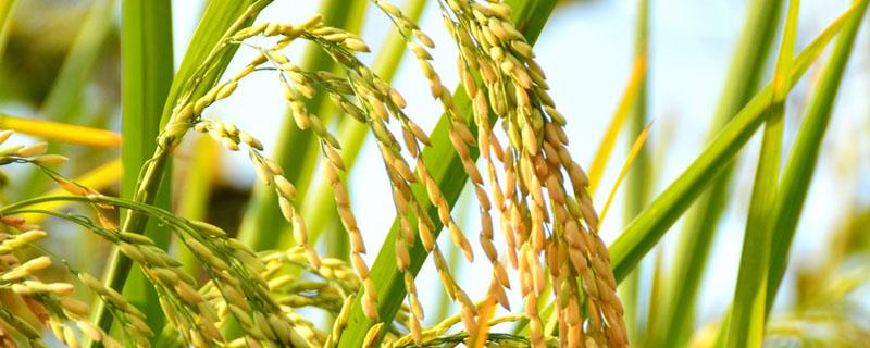 绿竹米可以蒸米饭吗 绿竹米可以蒸米饭吗