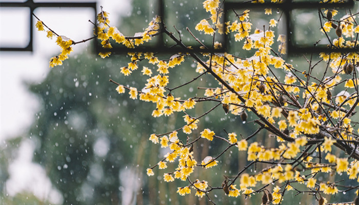 风传花信雨濯春尘是什么意思