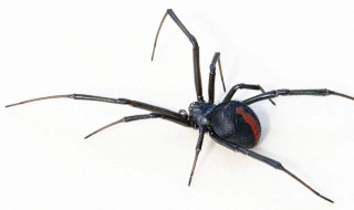 如何辨认黑寡妇蜘蛛 黑寡妇蜘蛛是什么样子的