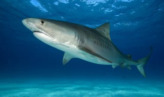 为什么鲨鱼的骨头是软的 鲨鱼是软骨还是硬骨