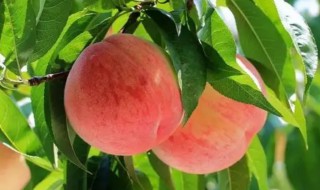 桃属于酸性还是碱性食物（桃是属于酸性还是碱性?）