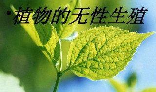 无性生殖和单性生殖的区别是什么 单性生殖是无性生殖吗