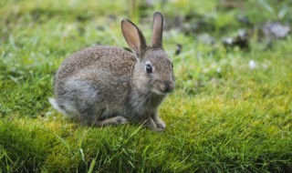 野兔属于保护动物吗（野兔属于保护动物吗?）