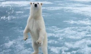 北极熊多高（北极熊高多少米）