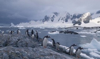 南极都有什么 南极都有什么动物和植物
