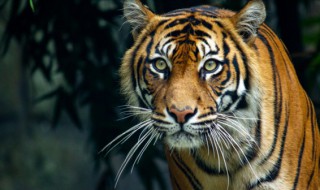 老虎是保护动物吗 老虎属不属于保护动物