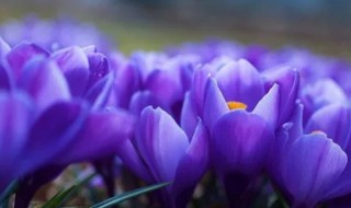 紫色郁金香代表什么 紫色郁金香代表什么意思