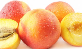 桃驳李和油桃的区别（油桃和李子的区别）