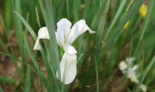 马兰花栽盆种植方法（马兰花苗怎么种植）