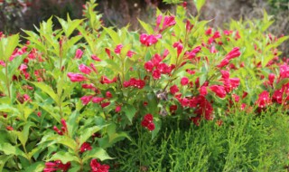 锦带花多品种怎么开花及繁殖（花卉锦带怎么繁殖）