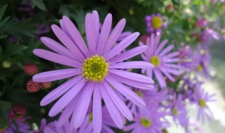 紫色雏菊的花语是什么（紫色雏菊的花语和象征意义）