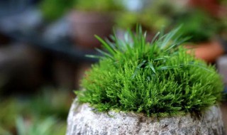 苔藓盆景自制方法 盆景苔藓怎么种植方法