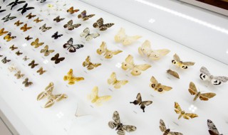 蝴蝶有几对翅膀 蝴蝶有几对翅膀几条腿几对触角,还有什么新发现