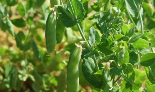 豌豆种植方法是什么 豌豆种植方法有哪些