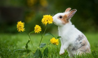 野兔是保护动物吗（中国野兔是保护动物吗）