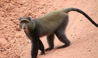 猴子的尾巴起什么作用 猴子的尾巴作用是什么作用
