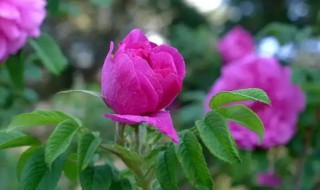 平阴玫瑰的养殖方法 平阴玫瑰生长环境