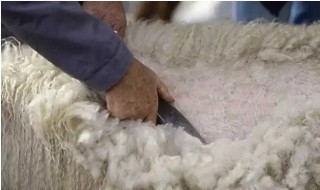 绵羊的毛可以做成什么 绵羊的毛可以做成什么?