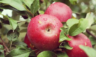 为什么苹果煮熟后营养价值更高 为什么苹果煮熟后营养价值更高了