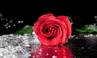 玫瑰花盆栽的养殖方法和注意事项 玫瑰花的养殖方法和注意事项
