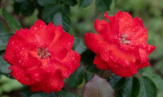 美丽的盆栽玫瑰花怎么养 怎样养好盆栽玫瑰花