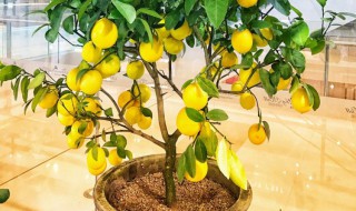 盆栽柠檬树用什么样的土种植最好（栽柠檬树用什么土栽好）