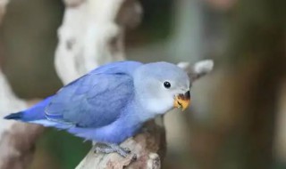 蓝白色的鹦鹉是什么品种的鹦鹉 浅蓝色的鹦鹉是什么品种