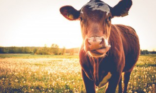 牛用什么辨别气味 牛有什么味道