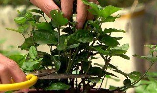 茉莉花如何修剪茉莉花的养殖方法 茉莉花盆栽如何修剪