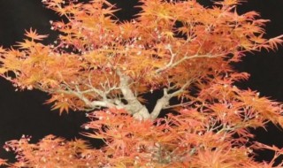 日本枫树的养殖方法（日本枫树怎么养）
