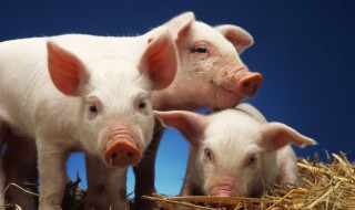 三国时期有圈养的猪吗 猪圈还可以养殖什么动物