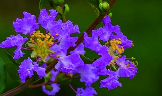 紫薇树什么时候发芽 紫薇树什么时候发芽开花
