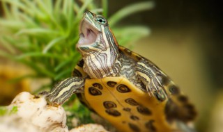 小乌龟多久喂一次食 小乌龟多长时间喂食一次
