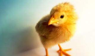 鸡雏多长时间开始喂食 雏鸡多长时间进食