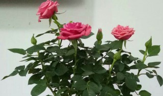 盆栽的玫瑰花怎么养啊 玫瑰花怎么养花