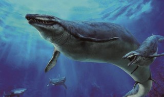 古代对鲸鱼的雅称 鲸鱼的别称和雅称
