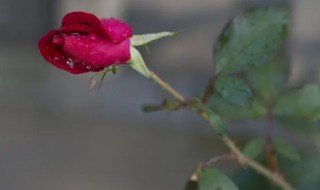 玫瑰花的茎可以种成花吗（只有茎的玫瑰花怎么养）