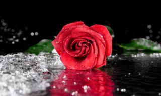 玫瑰花叶子卷缩是什么原因 玫瑰花叶子卷曲的原因