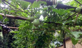 百香果可以种在北方庭院里吗 北方阳台可以种百香果吗